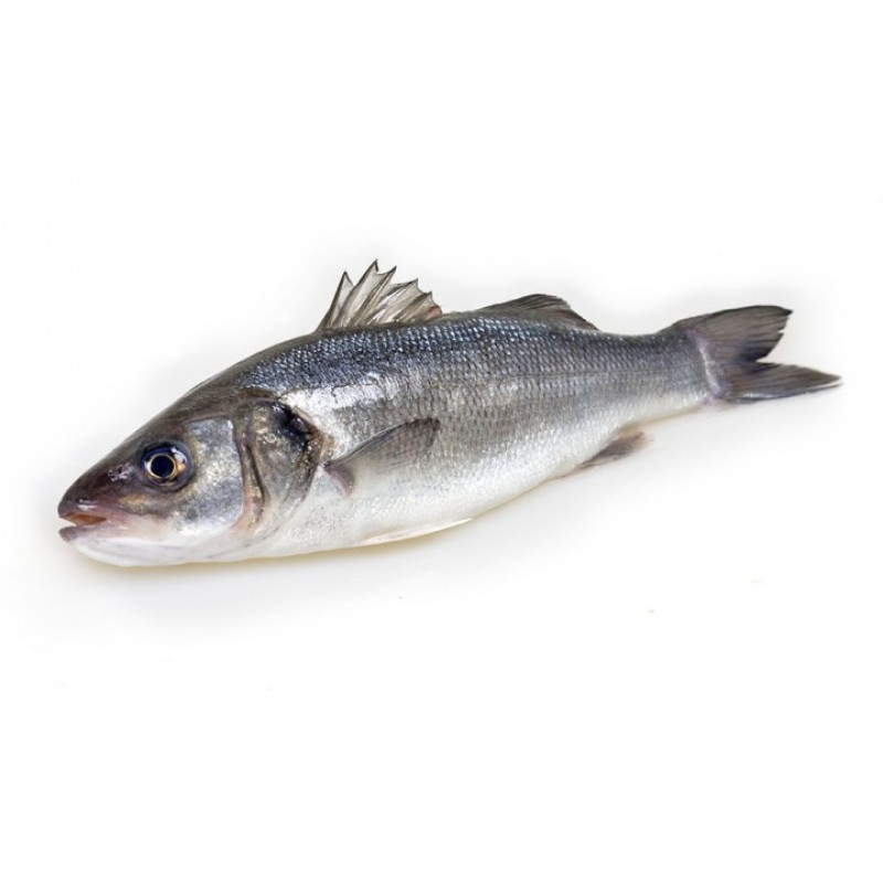 Что такое рыба сибас и дорадо: описание, особенности